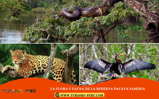 flora y fauna de la reserva pacaya samiria