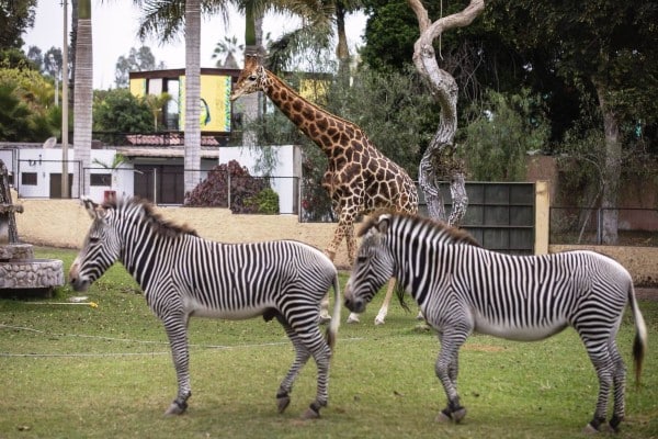 Los 9 mejores parques de Lima 6 Parque de las Leyendas Lima